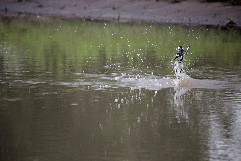 piedkingfisher-rorybruins-m