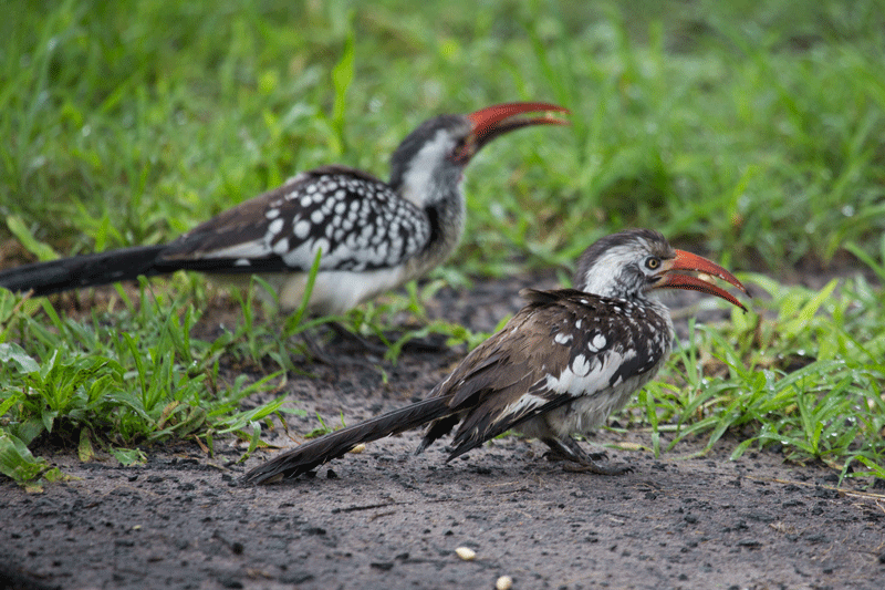 redbilledhornbill-rorybruin
