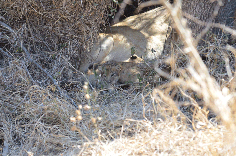 The newest members of the Ross Pride, estimated to be about a week old. Photos by Mike and Fiona Clarke.