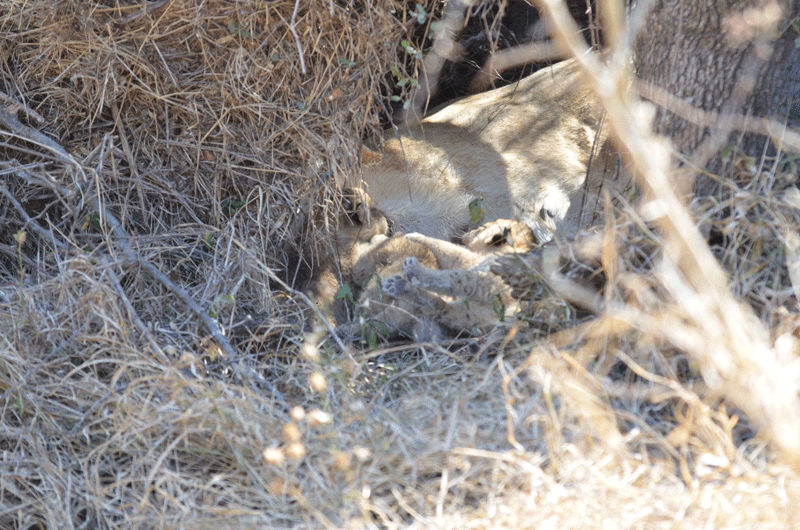 The newest members of the Ross Pride, estimated to be about a week old. Photos by Mike and Fiona Clarke.