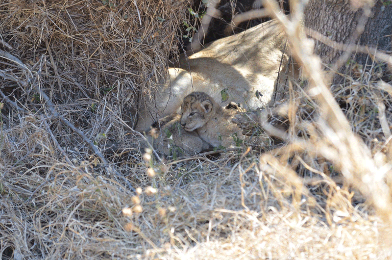 The newest members of the Ross Pride, estimated to be about a week old. Photos by Mike and Fiona Clarke.