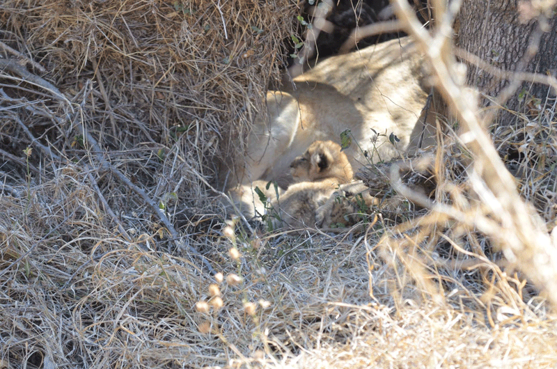 The newest members of the Ross Pride, estimated to be about a week old. Photos by Mike and Fiona Clarke.