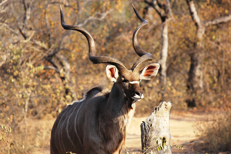 NOKANA-SAFARI-CAMP-KUDU-BULL-2