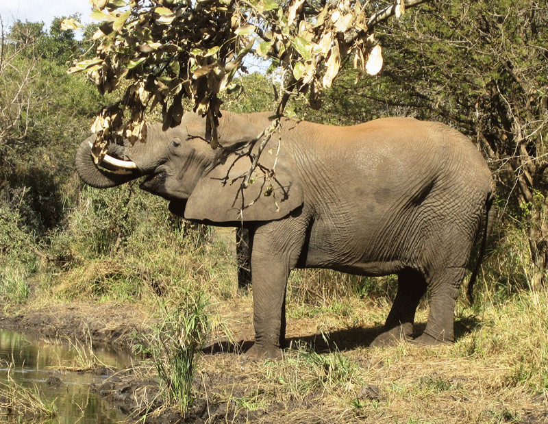 beautiful-bush-facts-nokana1