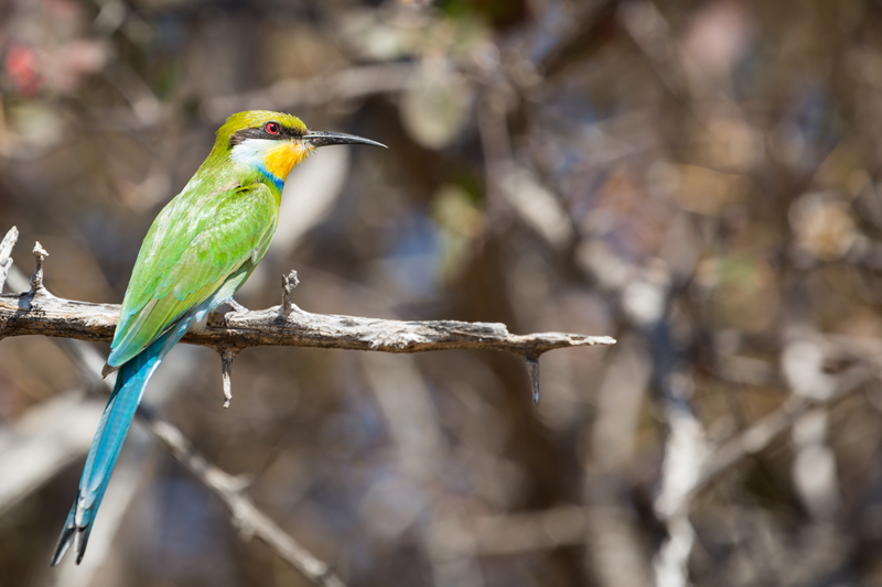 bee-eater-emgatland-haina