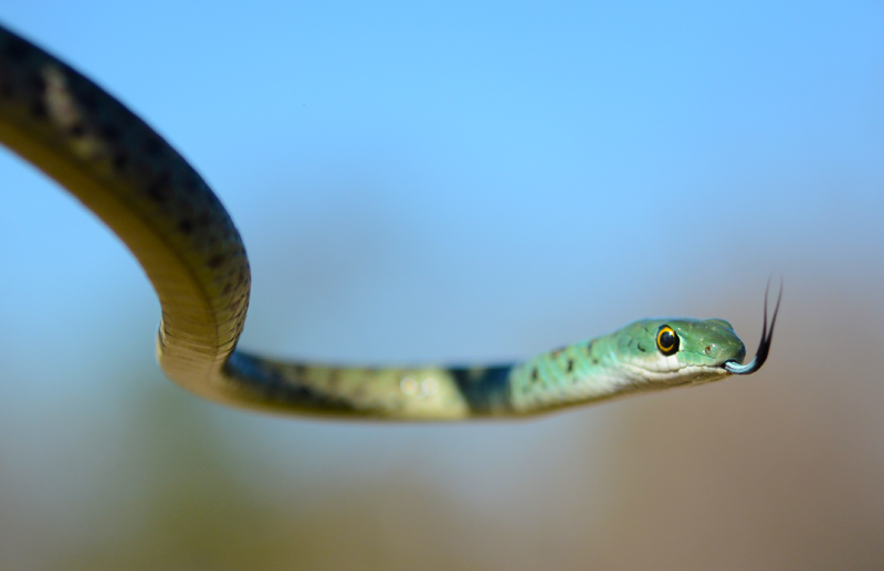 bushsnake1-kevin-aof