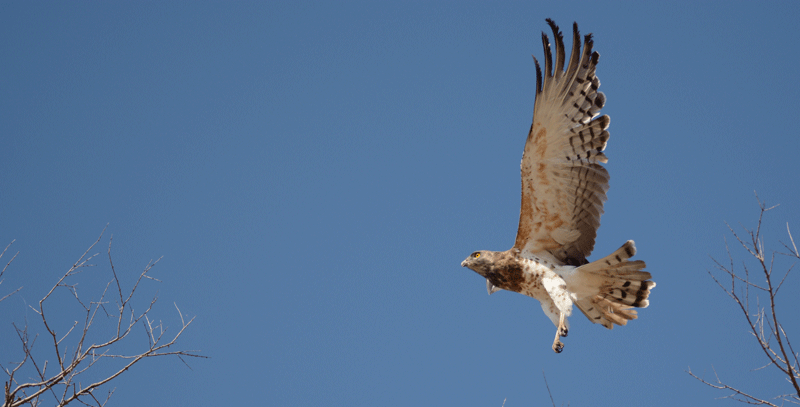 Black-chested snake eagle