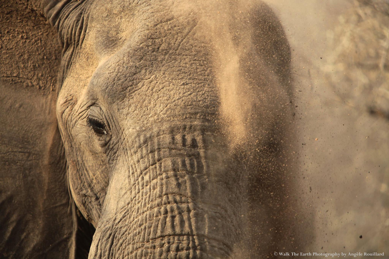 elephant-umkumbe-angelerouillard