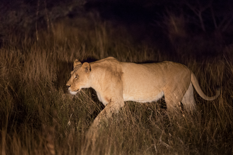 haina-emgatland-lioness