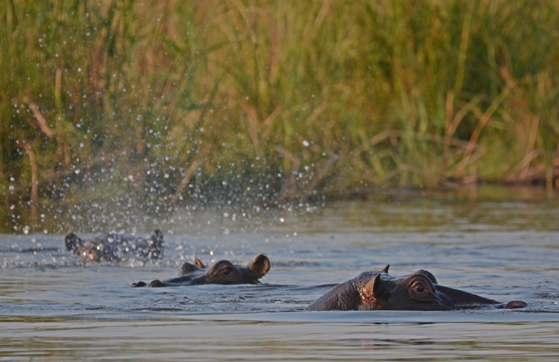 hippos-camp-linyanti