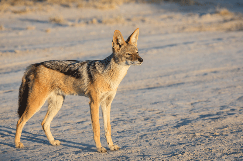 Jackal in the Kalahari