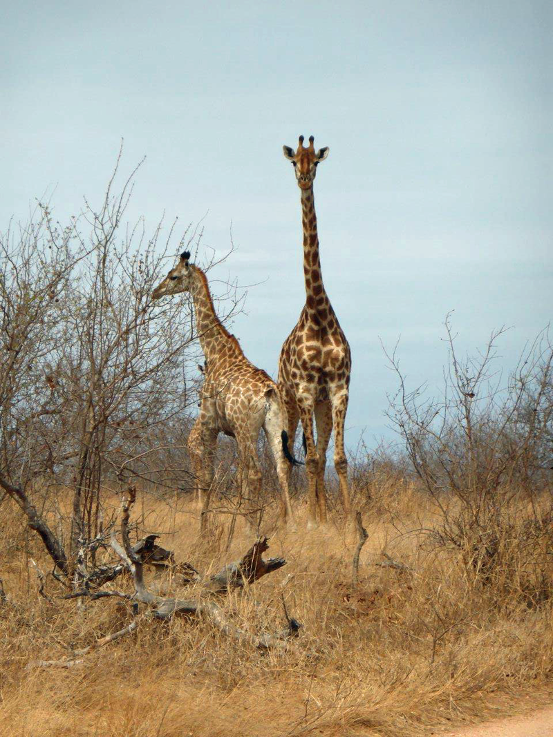 judy-giraffes-ndzuti