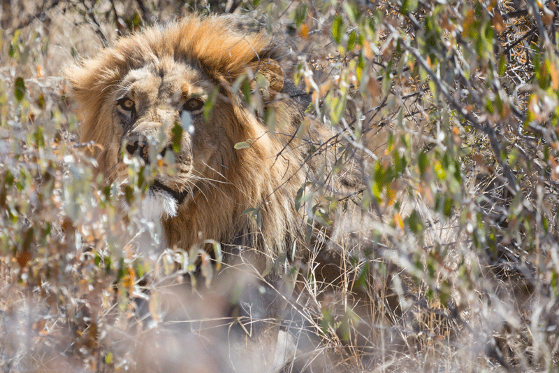 Lion in the Kalahari