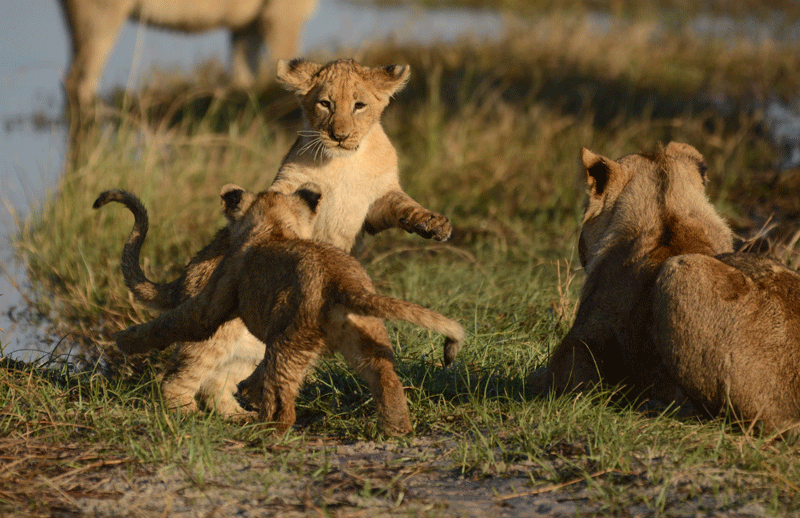 Lion cubs in the Savuti