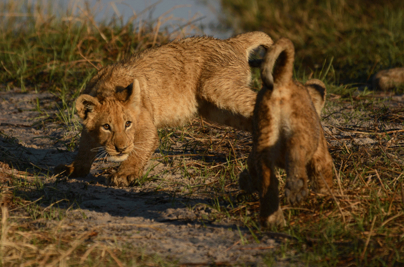 Lion cubs in the Savuti