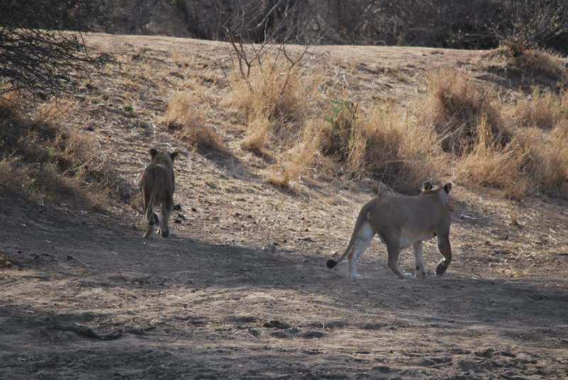 And they're off! Elephant bull arrives and claims the dam for himself.
