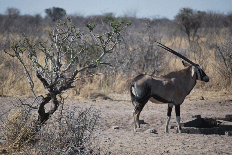 Gemsbok: desert-adapted antelope.