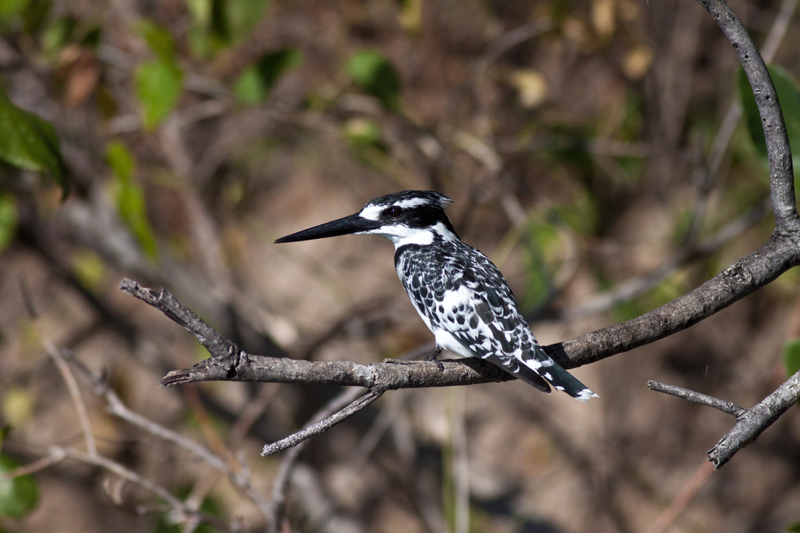 piedkingfisher-jochen-okavangopanhandle