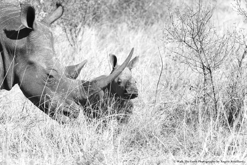 Photo by Umkumbe guide, Angele Rouillard.