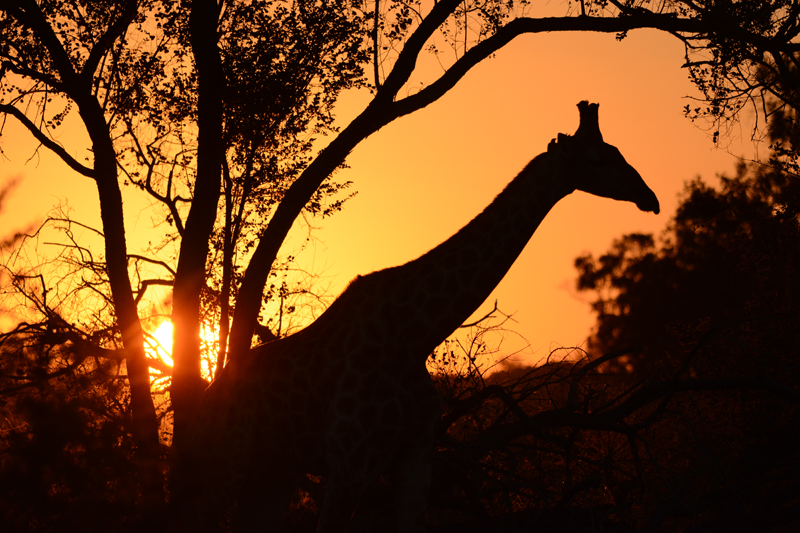 savuti-giraffe
