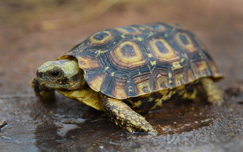 spekestortoise-kevinmaclaughlin