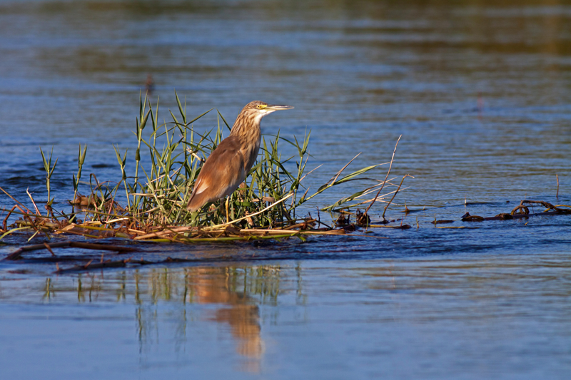 squaccoheron-jochen-okavangopanhandle