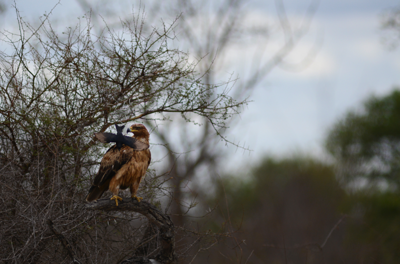 tawnyFTD-kevin-nthambo