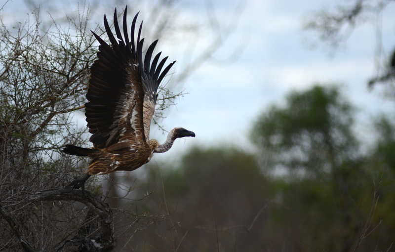 vulture-kevin-nthambo