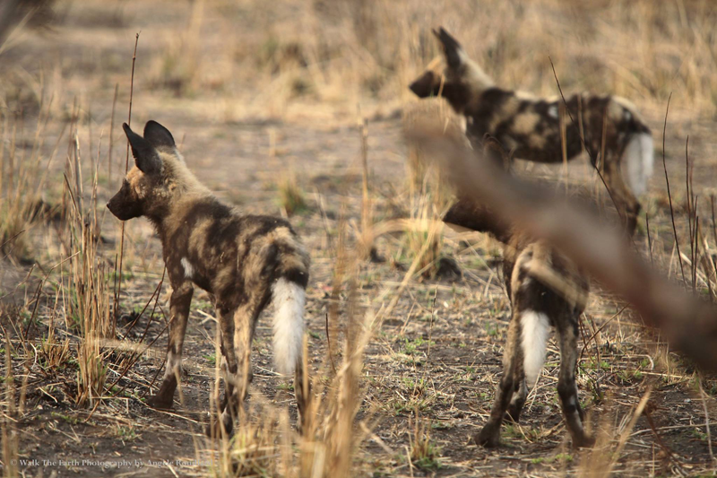 wilddogs-umkumbe-angelerouillard