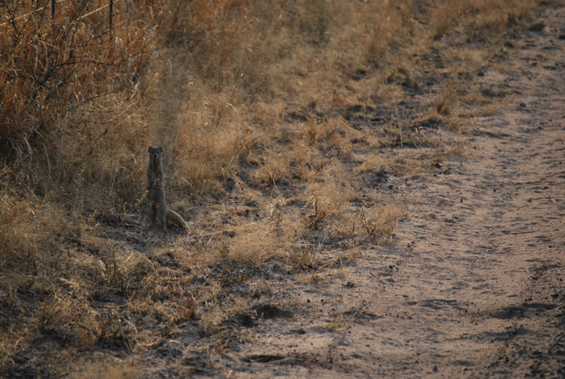 Yellow mongoose standing to attention.