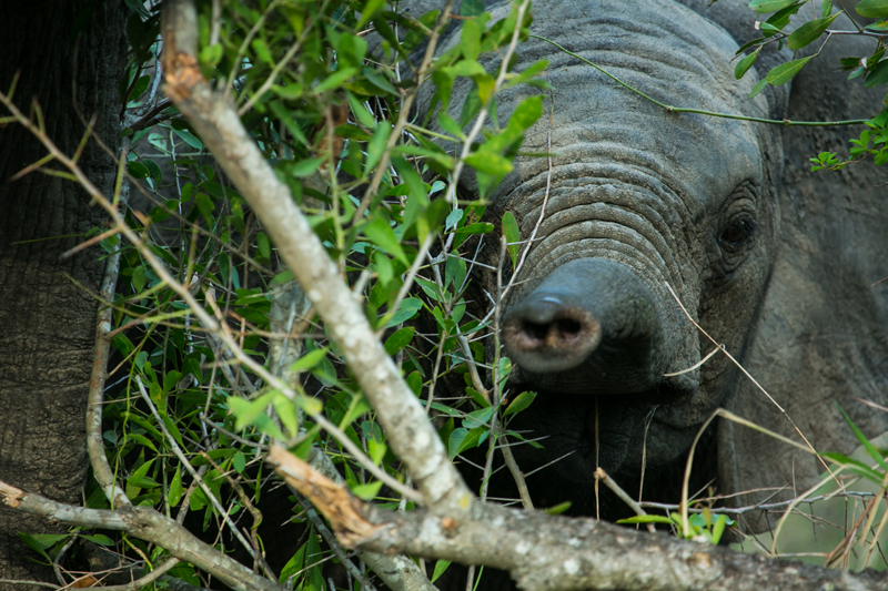 A baby elephant investigates with its newly discovered trunk, picking up our scent at Umkumbe Safari Lodge. Image by Em Gatland.