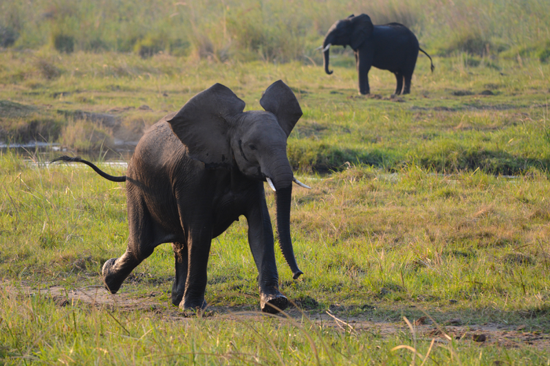 A pair of elephants hurtle across the Linyanti swamp, targeting 2 male lions relaxing with their buffalo kill on the bank. Image by Kevin MacLaughlin.