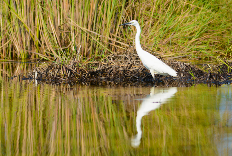 Great egret and its reflection in the Okavango Delta. Captured on a mokoro excursion with Mapula Lodge. Image by Kevin MacLaughlin.