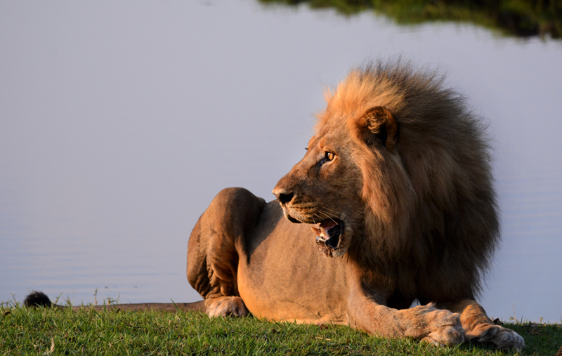 The lion looks warily at the oncoming elephants just before he decides he better get out the way and vacates his spot in the sun. Image by Kevin MacLaughlin.