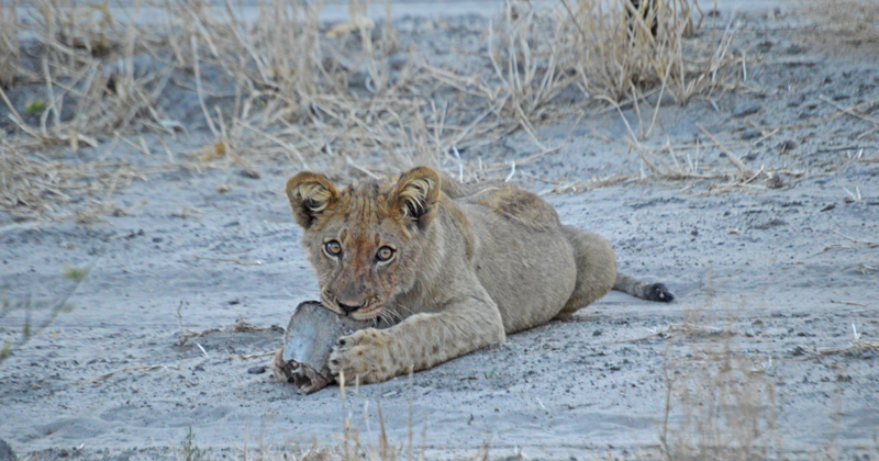 lioncub-haina-chloe