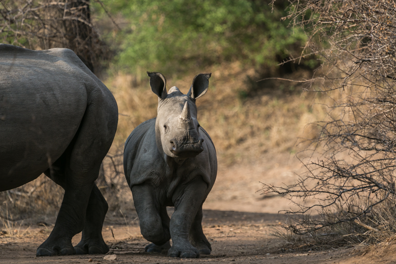 Always a wonderful sight. A young rhino sticks close to its mother and watches Africa on Foot's game viewer as Em Gatland captured a beautiful shot.