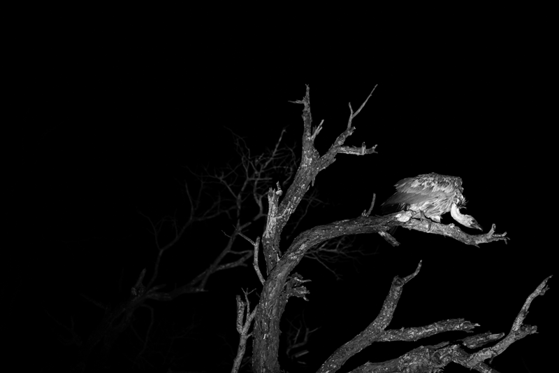 A white-backed vulture taking off from its perch and captured perfectly in the dark by Em Gatland.