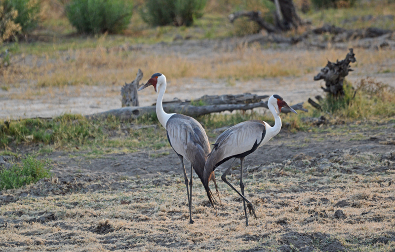 The endangered wattled cranes, seen here looking elegant in the Delta with Afrika Ecco Safaris.