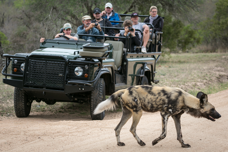 wilddog1-umkumbe-emgatland