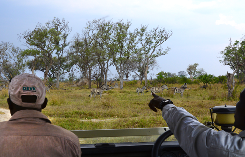 The Okavango Delta is brimming with game as the rains come down on Botswana. Image by Kevin MacLaughlin.