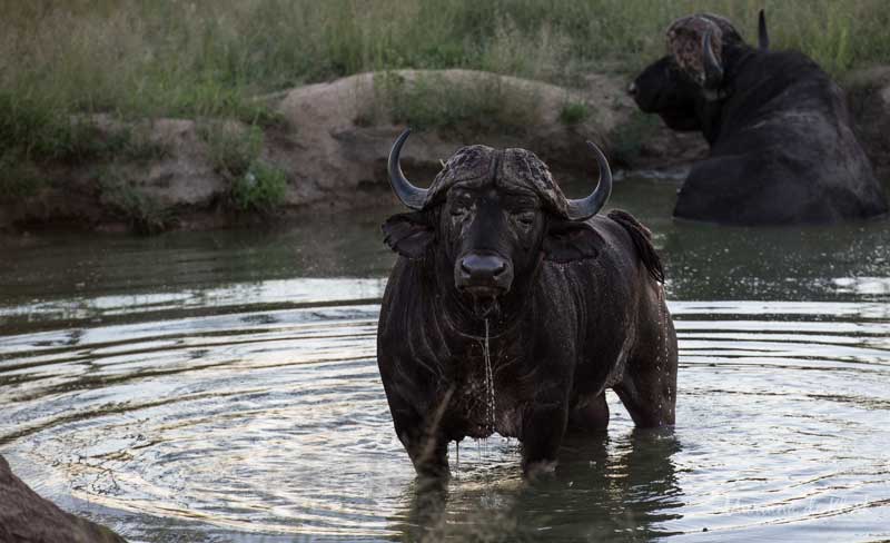 Image by Mariana de Klerk.