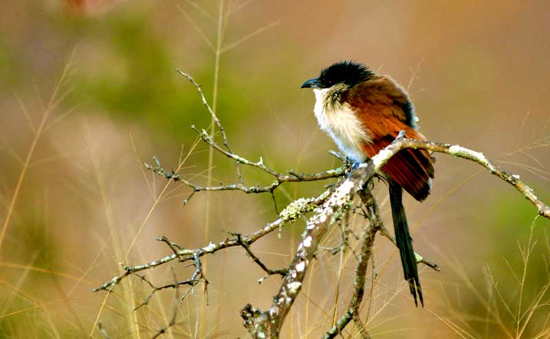 burchellscoucal-mapula-kevinmac