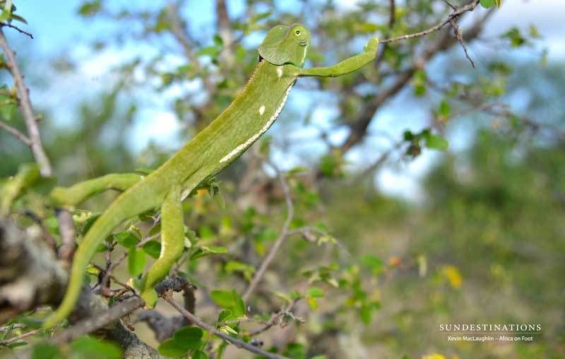 chameleon-nthambo-kevinmac