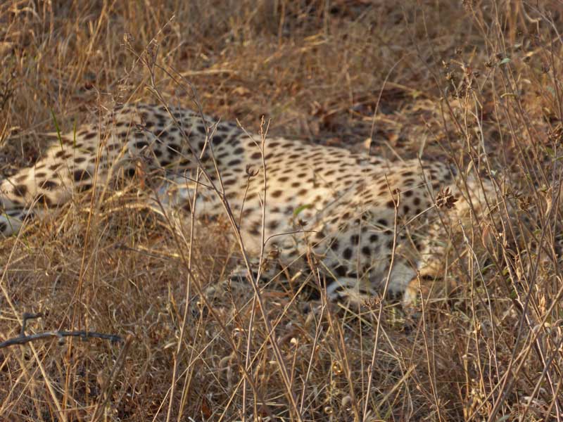 Spots in the grass. A cheetah chills out in the Kruger Park on International Cheetah Day yesterday.
