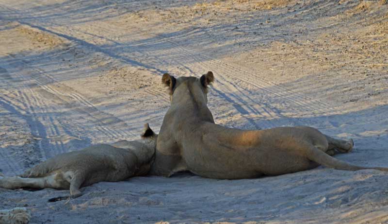 Nap time. Mother and cub enjoy a siesta. Image by Chloe Cooper.