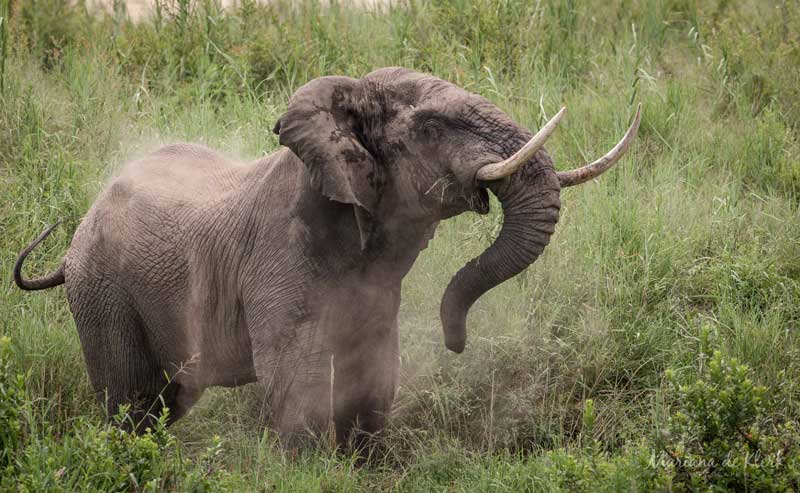 Image by Mariana de Klerk.