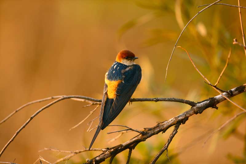 greaterstriped-swallow-savuti-kevinmac