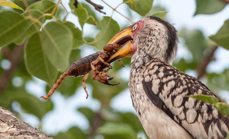 Image by Mariana de Klerk.