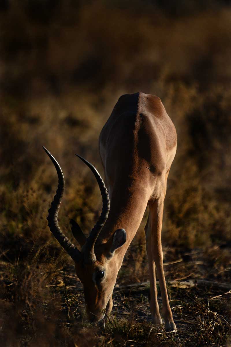 Image by Kevin MacLaughlin