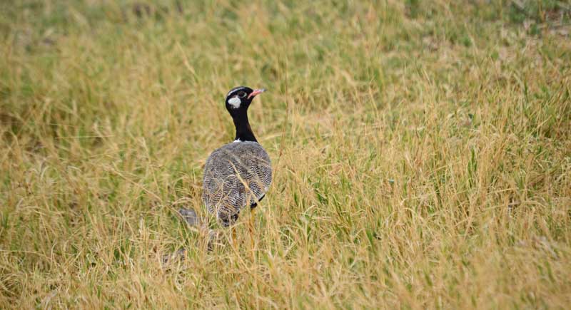 A northern black korhaan striking a pose. Image by Chloe Cooper.